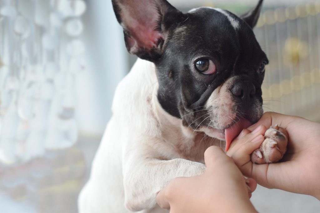 Cosa vuol dire quando il cane ti lecca la mano?