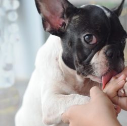 Cosa vuol dire quando il cane ti lecca la mano?