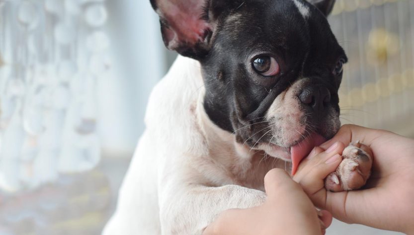 Cosa vuol dire quando il cane ti lecca la mano?