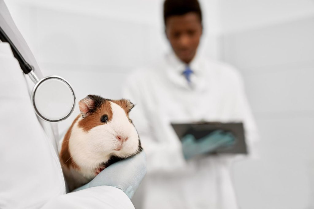 Veterinario