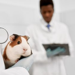 Veterinario
