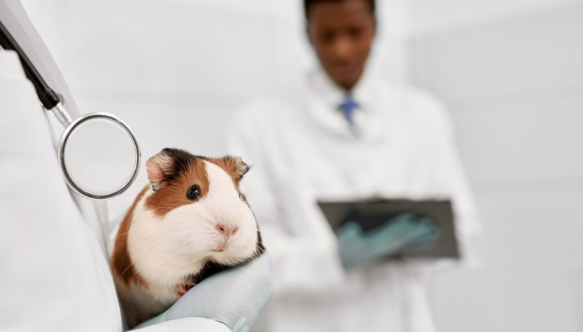 Veterinario